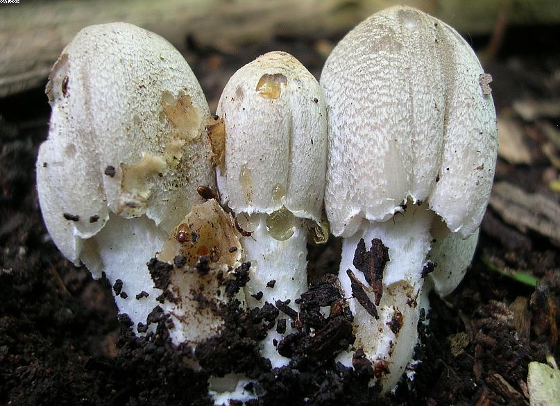 Coprinopsis strossmayeri (Schulzer) Redhead et al.